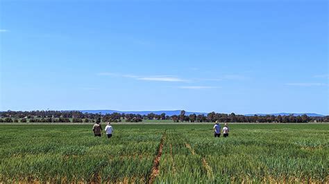 Grdc Puts M Towards Climate Resilient Crop Research Mirage News