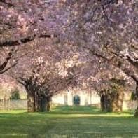 СТ Золотой Ранет | Dnipro