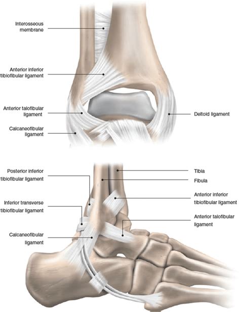 Lateral Ankle Ligaments