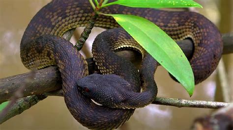 Mangrove Pit Viper: Lurking in the Tranquil Mangroves of Thailand