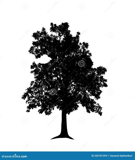 Tree Silhouettes Isolated on White Background . Stock Image - Image of ...