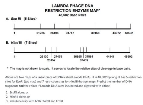 Solved LAMBDA PHAGE DNA RESTRICTION ENZYME MAP 48 502 Base Chegg