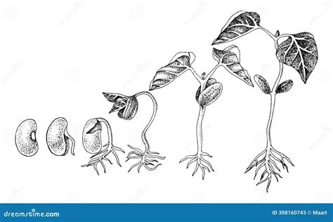 Stages Of Germination Of Seed Vector Illustration