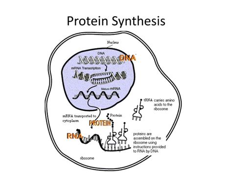 Protein Synthesis Diagram Worksheet Printable Kids Entertainment