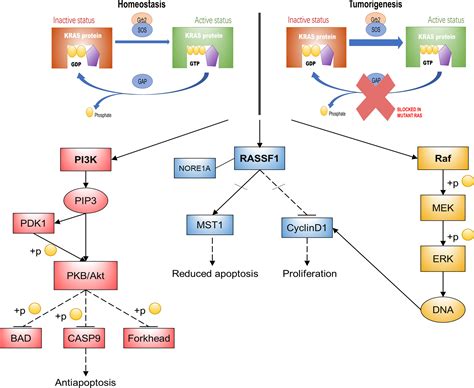 Frontiers Understanding The Complexity Of The Tumor Microenvironment In