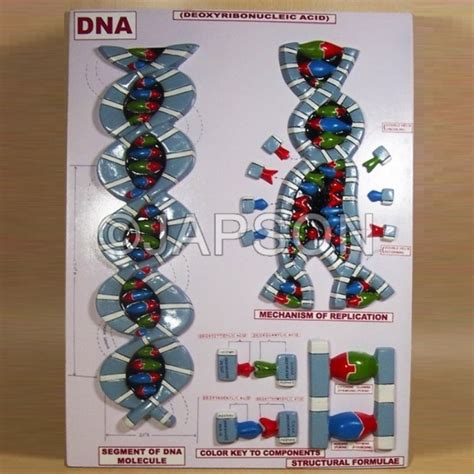 Human Model, DNA Structure