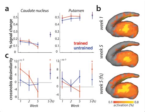 Striatal changes in activation and dissimilarities with learning. (a ... 