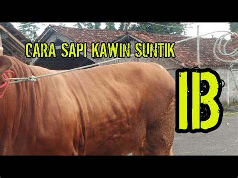 Gimana Cara Kawin Suntik Sapi Inseminasi Buatan Youtube