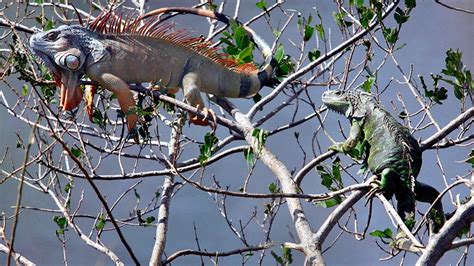 Iggy Popsicle Freezing Iguanas Fall From Trees In Florida Photos