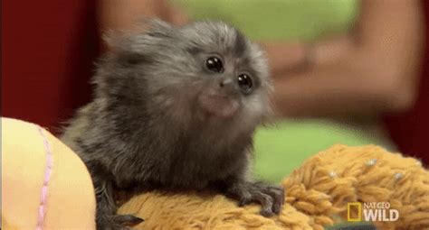 Confused-monkey GIFs - Get the best GIF on GIPHY