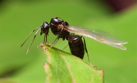 Male Reproductive Black Ant Formica Fusca Taken With 50m Flickr