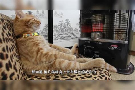 书店老板好心收留的流浪橘猫，没想到是一只“招财猫”！书店老板好心