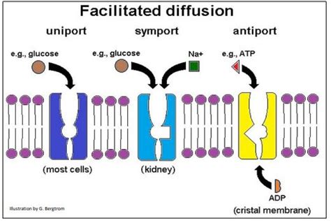 Facilitated Diffusion Study Guide Inspirit