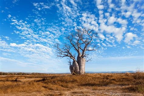 649 Baobab Tree Australia Royalty-Free Images, Stock Photos & Pictures ...