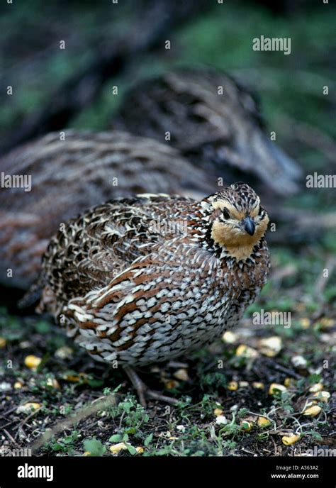 Northern Bobwhite Quail Colinus Virginianus Live Oak County Texas Us