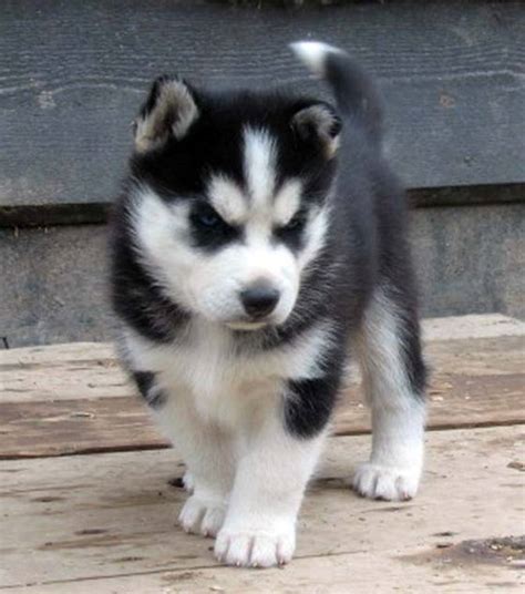 🔥 [50+] Baby Huskies Wallpapers | WallpaperSafari