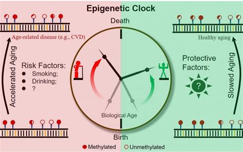 Epigenetic Health Archive My Personal Health