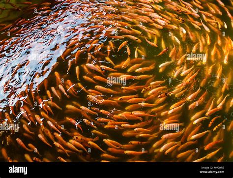 Fish Spa Or Fish Massage And Therapy In Sri Lanka Stock Photo Alamy