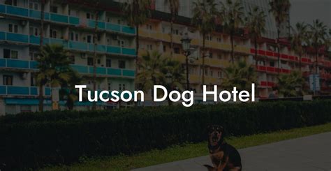 Tucson Dog Hotel Dog Hotels