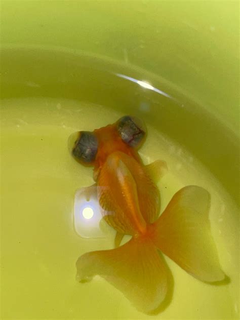 Popeyed Goldfishs Eyes Are Abnormally Swollen Left Eye Became Cloudy