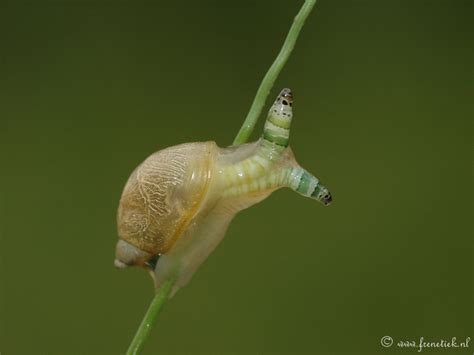 Parasitophilia Leucochloridium Paradoxum