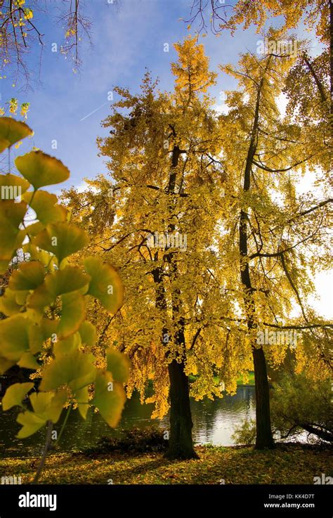 Feuille De Ginkgo Biloba Hi Res Stock Photography And Images Alamy