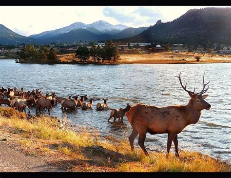Estes Park Wildlife Estes Park Outdoor Activities Estes Park Cvb Artofit