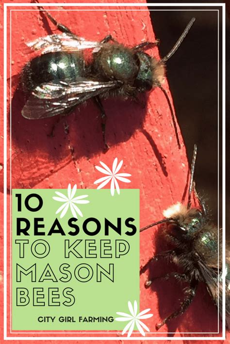 Why Cultivate Mason Bees? - CITY GIRL FARMING | Sustainable Living for ...