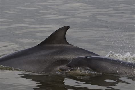 Shannon Dolphin Project Irish Whale And Dolphin Group