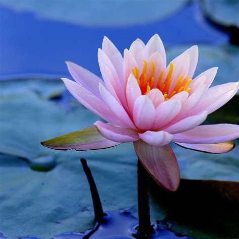 Water Lily Wallpapers - Top Free Water Lily Backgrounds - WallpaperAccess