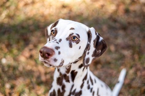 Brown Dalmatian Liver Dalmatian Info Pictures Origin And More Dogster