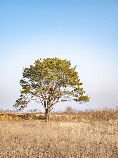 Lonely Standing Pine Tree In The Field Stock Image Image Of Panoramic