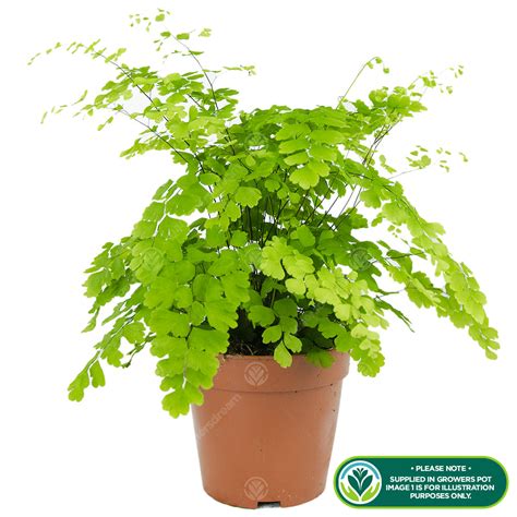 Tropical Adiantum Fragrans Delta Maidenhair Plant Live Indoor Fern