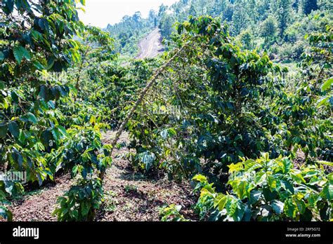 Coffee Trees Plantation In Ruiru Kiambu County Kenya Is A Beverage