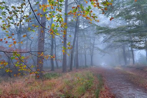 Path in Foggy Autumn Forest Stock Photo - Image of outside, morning ...