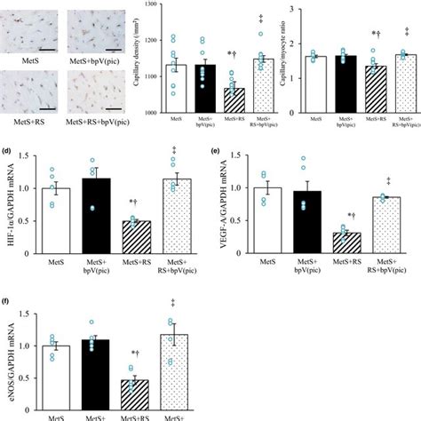 Angiogenesis And Expression Of Pro‐angiogenic Genes In The Left