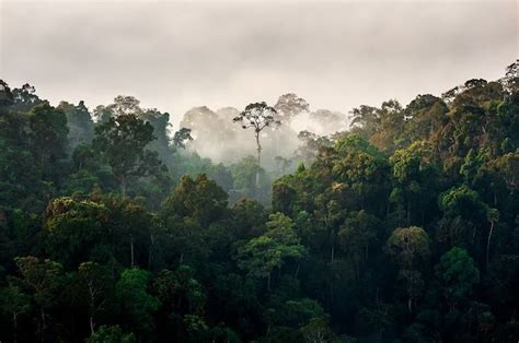 Persebaran Potensi Sumber Daya Alam SDA Hutan Indonesia Geografi