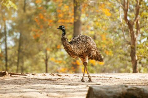 Majestic Australian Emu in its Natural Habitat - Stock Photo