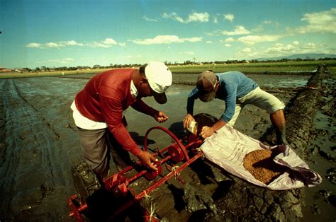 Direct Seeding Irri Rice Knowledge Bank