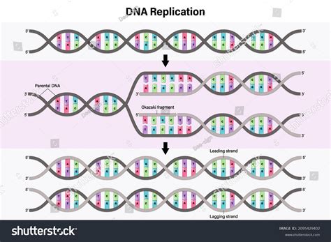 Diagram Dna Replication Process By Which Stock Vector (Royalty Free ...