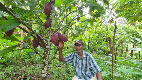 Kisah Petani Kakao Di Papua Dulu Berjaya Kini Berjuang Econusa