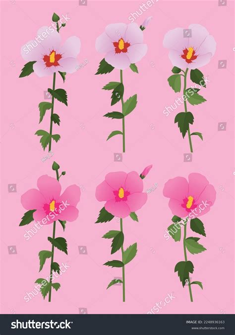 Mugunghwa National Flower Korea Stock Vector Royalty Free 2248936163