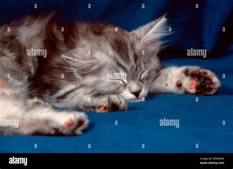 Maine Coon Cat, Kitten, Sleeping Stock Photo - Alamy