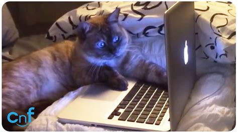 Cat Watches Videos On Laptop For Two Hours Youtube