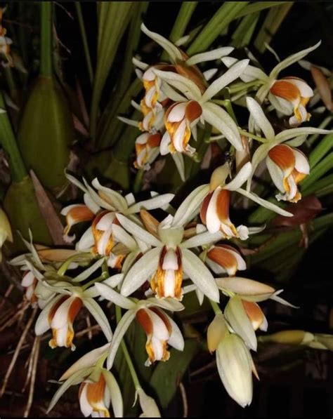 Coelogyne Trinervis