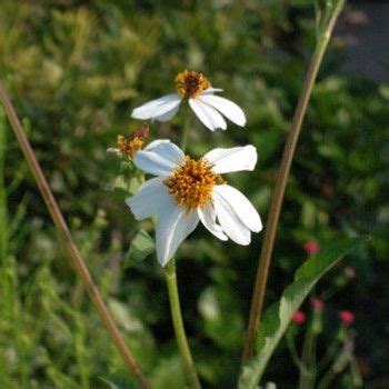 Bidens Alba Mrec Uf Ifas University Of Florida Institute Of Food