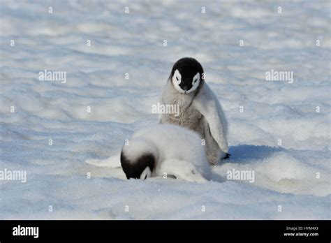 Emperor Penguin chicks in Antarctica Stock Photo - Alamy