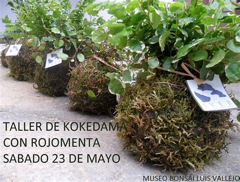 Taller De Kokedamas Con Rojomenta Luis Vallejo Jard N Bonsai En