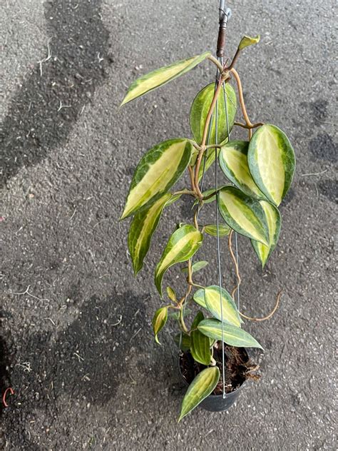 Elevate Your Space With The Hoya Macrophylla Pot Of Gold Buy Now