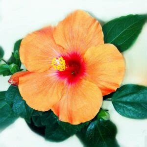 Hibiscus Flower Seeds 100 OutletTrends.com Free Shipping Up to 70% OFF